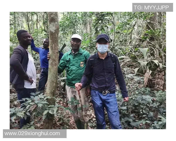 加蓬足球明星的辉煌征程与非洲绿茵场上的荣耀时刻